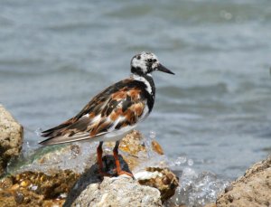 Photo compliments of Jean and Lynn Laswell: a Ruddy Turnstone in Port Aransas