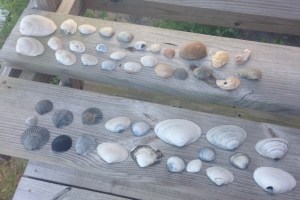 CLICK to enlarge: My shell booty in less than a week!