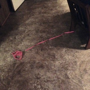 A master escape artist, Gatita figured out how to unbind herself out of the pink harness which was held down by a heavy chair. This was by far the scariest sight during the whole ordeal as I thought for a moment that she'd gotten outdoors.