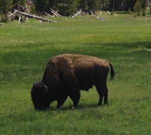 Tatanka in Yellowstone National Park; photo taken from inside the safety of the Hook Jeep!